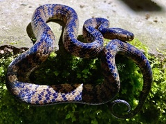 Pareas niger