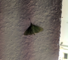 Parotis punctiferalis