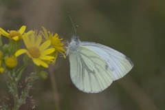 Pieris napi