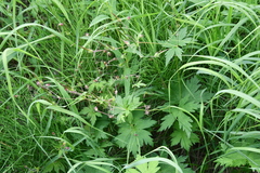 Geranium krylovii