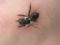 Megachile gemula