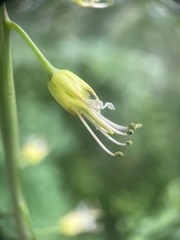 Chlorocrambe hastata