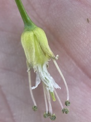 Chlorocrambe hastata