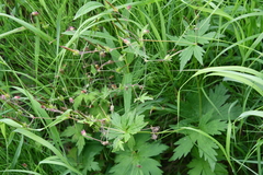 Geranium krylovii