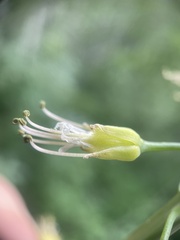 Chlorocrambe hastata