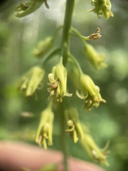 Chlorocrambe hastata