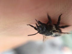 Megachile gemula