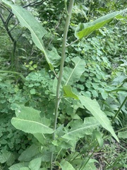 Chlorocrambe hastata