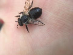 Megachile gemula