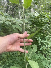 Chlorocrambe hastata