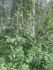 Chlorocrambe hastata