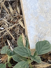 Acrida ungarica