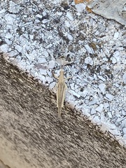 Acrida ungarica