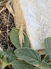 Acrida ungarica