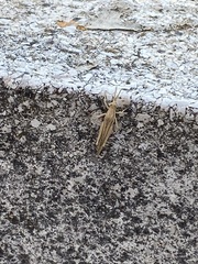 Acrida ungarica