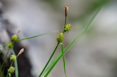 Carex flava