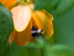 Bombus patagiatus