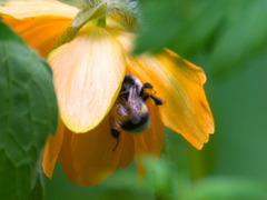 Bombus patagiatus