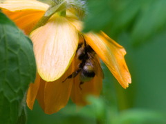 Bombus patagiatus
