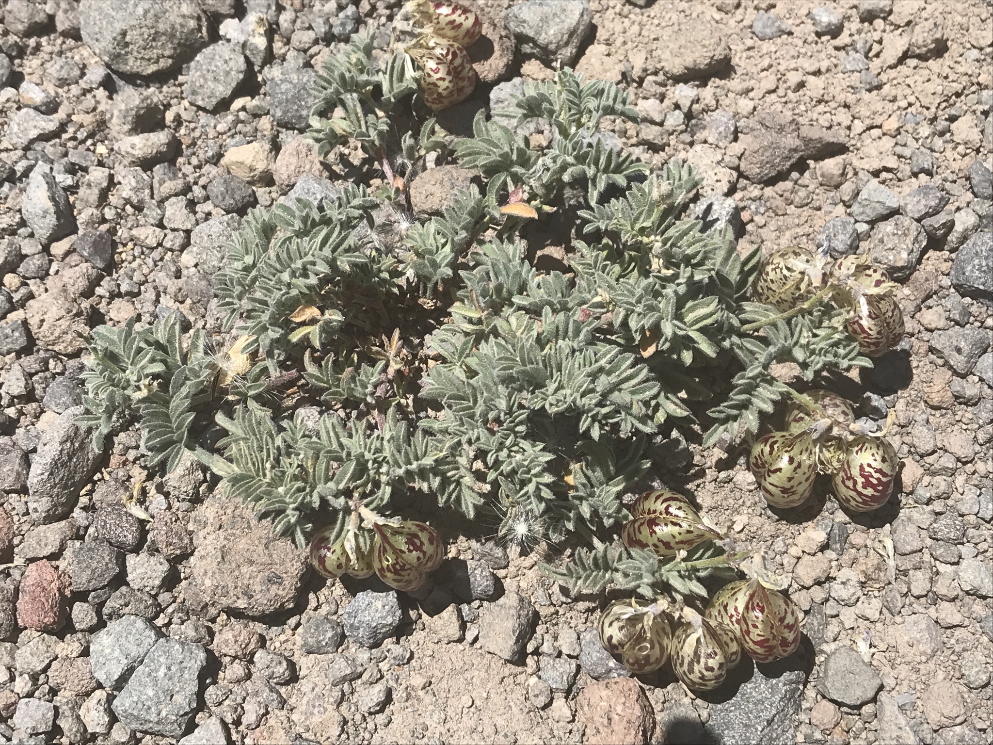 Astragalus whitneyi var. lenophyllus