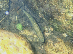 Phoxinus septimaniae