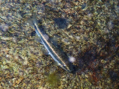 Phoxinus septimaniae