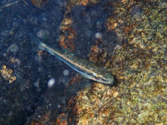 Phoxinus septimaniae