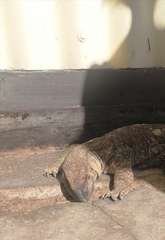 Varanus albigularis