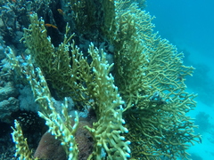 Millepora dichotoma