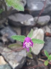 Galeopsis ladanum