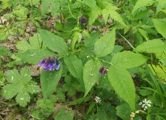 Vicia venosa