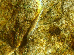 Phoxinus septimaniae