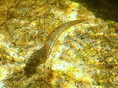 Phoxinus septimaniae