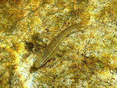 Phoxinus septimaniae