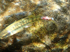 Phoxinus septimaniae