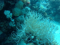 Melithaea rubrinodis
