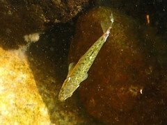 Phoxinus septimaniae