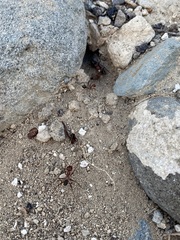 Cataglyphis nodus