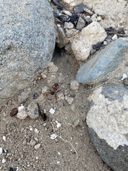 Cataglyphis nodus