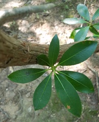 Kalmia