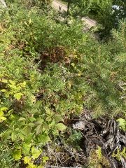 Vicia cassubica