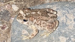 Incilius occidentalis