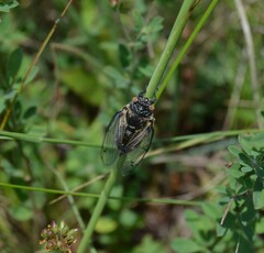 Cicadatra platyptera