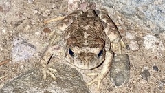 Incilius occidentalis