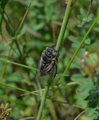 Cicadatra platyptera