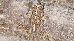 Incilius occidentalis