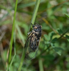 Cicadatra platyptera