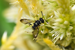 Cerceris arenaria