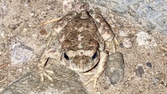 Incilius occidentalis