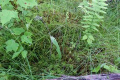 Platanthera clavellata